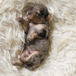 Cavapoo Puppies from Luxe Cavapoo