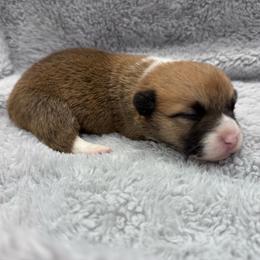 Red female - Red female Pembroke Welsh Corgi puppy in Stephenville, Texas from Rising JM Pembrokes