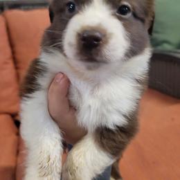 Atlas - Red & white male Miniature Australian Shepherd puppy in Dalhart, Texas from RNL Family Raised Pups