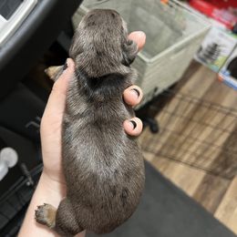 Girl 2 - Dachshund puppy in Texas from Morgan’s Dapper Dachshunds