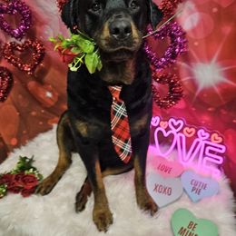 Raiden - Rottweiler