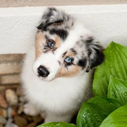 Miniature American Shepherds and Miniature Australian Shepherds from DreamCatcher Miniature American Shepherds