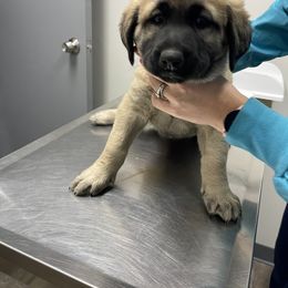 Anatolian Shepherd Dog Puppies from Smithville Hay Livestock Guardian Dogs