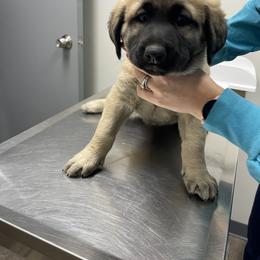 Anatolian Shepherd Dog Puppies from Smithville Hay Livestock Guardian Dogs