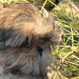 Rocco - Brindle and white male Shih Tzu puppy in Victorville, California from Precioustzus