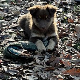 Red Tri Girl 3 - Red tri-color female Australian Shepherd puppy in Prairie Grove, Arkansas from IQ Farms