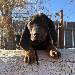 Miss Blue - Black and tan female Black and Tan Coonhound puppy in Pueblo, Colorado from BT Coonhound