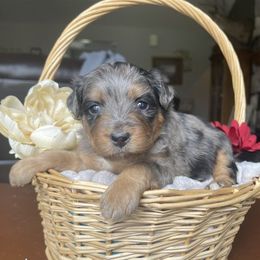Aussiedoodle, Goldendoodle, Poodle, and Sheepadoodle Puppies from Draper Mountain Doodles