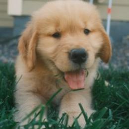 Boy 2 - Golden male Golden Retriever puppy in Denver, Colorado from Amore Doro’ N Marshell Golden’s