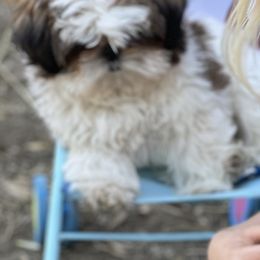 Shih Tzus from Polly Pockets Imperial Shih Tzu’s