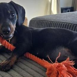 Dachshunds from Dilalah Dachshund