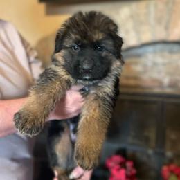 Orange Male - Black and red male German Shepherd puppy in Gunter, Texas from Gunter Gables German Shepherds