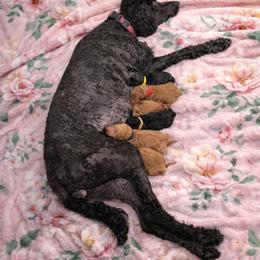 Juliette- Solid Black Pure Poodle - Black female Poodle puppy in Sacramento, California from Robinsnest Poodles
