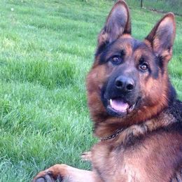 German Shepherds from Roches German Shepherds