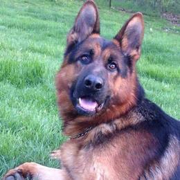 German Shepherds from Roches German Shepherds