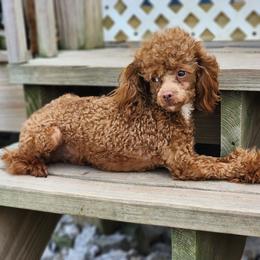 Moose - Poodle