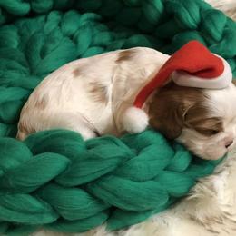 Cavalier King Charles Spaniel Puppies from Colorful Cavaliers
