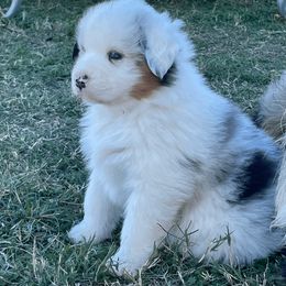Australian Shepherd Puppies from South Ridge Aussies