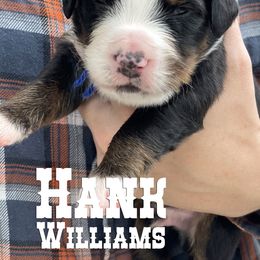 Bernese Mountain Dog Puppies from Faith and Family Farm