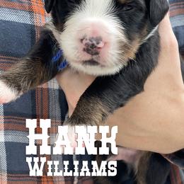 Bernese Mountain Dog Puppies from Faith and Family Farm