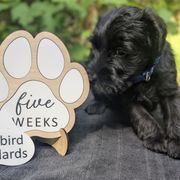 Blue Boy - Black male Standard Schnauzer puppy in Bowie, Maryland from Songbird Standard Schnauzers