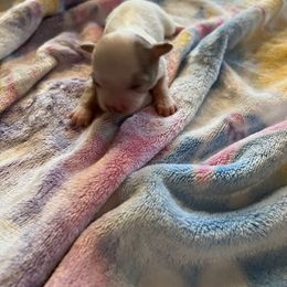 Chihuahua Puppies from Hawk's Eye Homestead