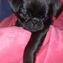 Pugs from Pappy's Pugs