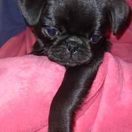 Pugs from Pappy's Pugs