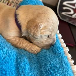 Majik Princess - Light golden female Golden Retriever puppy in Baldwin Park, California from Mountain Valley Retrievers