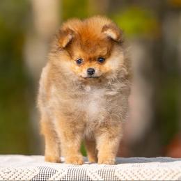 Dolly - Orange sable female Pomeranian puppy in North Pole, Alaska from Lauras Poms