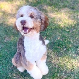 Riggs - Bernedoodle