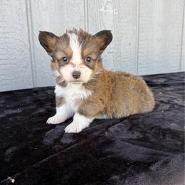 Pecos - Red male Pembroke Welsh Corgi puppy in Mc Cammon, Idaho from Sunny J Corgis and Mini Americans