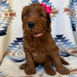 Aloha (Pink collar girl) - Red  female Goldendoodle puppy in Phelan, California from High Desert Doodles - the original