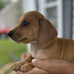 Dachshunds and French Bulldogs from Ohio House of Frenchies
