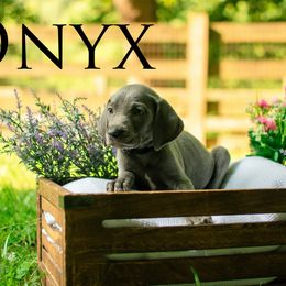 Onyx - Blue female Weimaraner puppy in Talking Rock, Georgia from North Georgia Weims