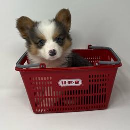 Pistachio (bluie fluffy) - Blue female Pembroke Welsh Corgi puppy in Waco, Texas from The Comma Corgis
