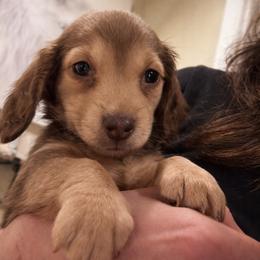 Ginger - Cream female Dachshund puppy in Salem, Oregon from Longdox Mini Dachshunds