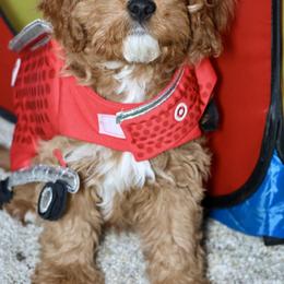 Bernedoodle and Cavapoo Puppies from Lawler’s Legacy Litters