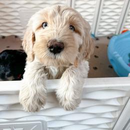 Goldendoodle Puppies from Lundee Doodles