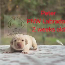 Peter - Yellow male Labrador Retriever puppy in Rogue River, Oregon from PNW Labradors