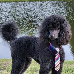 Poodles from Mark's Poodles