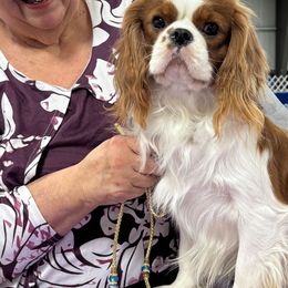 Lucas - Cavalier King Charles Spaniel