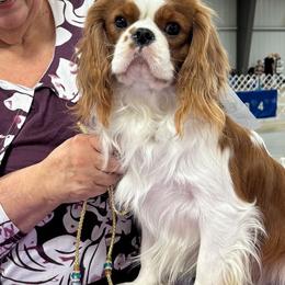 Lucas - Cavalier King Charles Spaniel