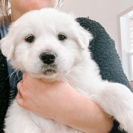 Girl 5   summer / light pink collar - White Great Pyrenees puppy in New Palestine, Indiana from Hitchcock Homestead