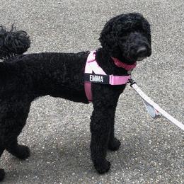 Goldendoodle All Grown Up from Sinclairdoodles