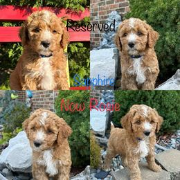 Assorted Doodle Crosses and Aussiedoodle Puppies from Parrish Precious Ones Missouri