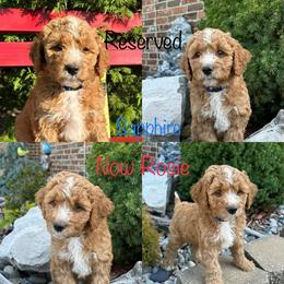 Assorted Doodle Crosses and Aussiedoodle Puppies from Parrish Precious Ones Missouri