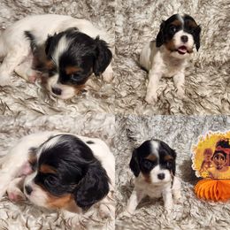 Cavalier King Charles Spaniel and Siberian Husky Puppies from Southern Edge Kennel