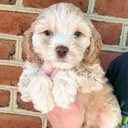 Charlie - Buff male Cockapoo puppy in Denver, Pennsylvania from Greenview Puppies