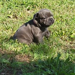 French Bulldogs from C&N Frenchies